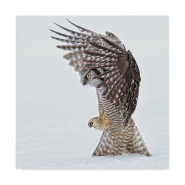 Alfred Forns 'Pouncing' Canvas Art, 24x24, Trademark Fine Art, Mfr#: 1X06112-C2424GG